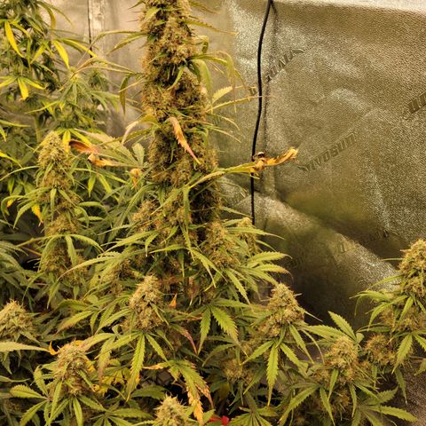 Blueberry Auto (ILGM) growlog timeline photo