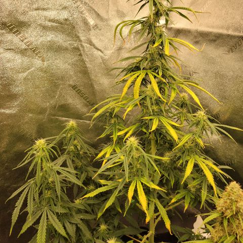Blue Dream Auto #1 (ILGM) growlog photo: Light stress.