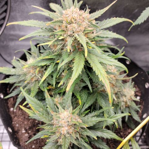 Girl Scout Cookies Extreme auto #1 (ILGM) growlog timeline photo