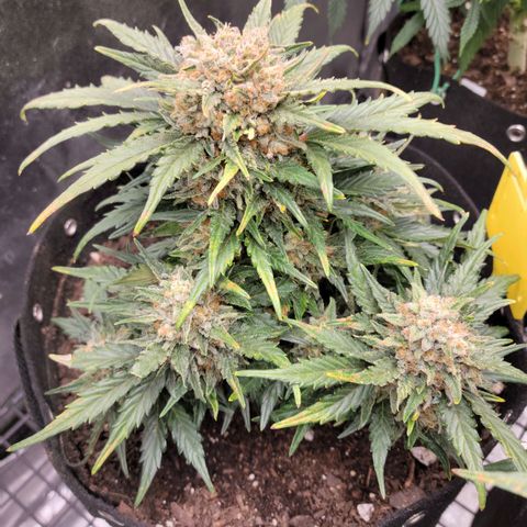 Girl Scout Cookies Extreme auto #1 (ILGM) growlog timeline photo