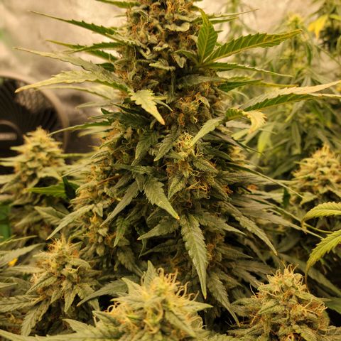Girl Scout Cookies Extreme auto #2 (ILGM) growlog timeline photo