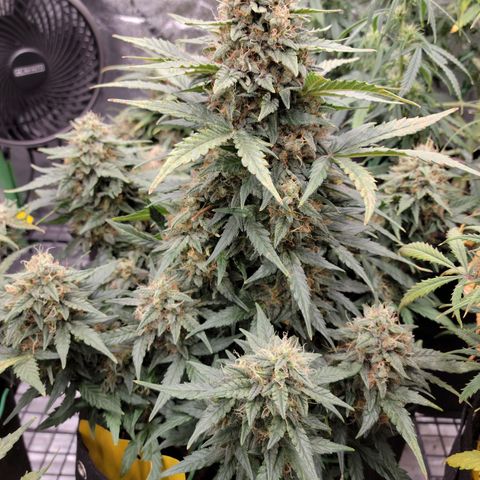 Girl Scout Cookies Extreme auto #2 (ILGM) growlog timeline photo
