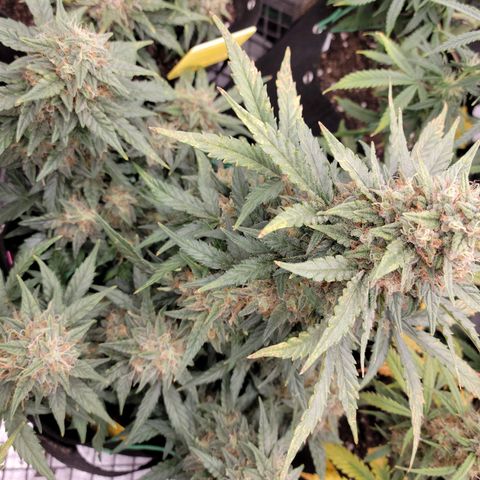 Girl Scout Cookies Extreme auto #2 (ILGM) growlog timeline photo