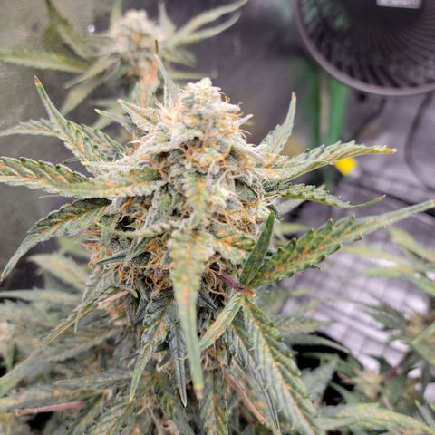 Blue Dream auto #2 (ILGM) growlog photo: Fade + deficiency = mehh.