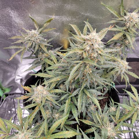Blue Dream auto #2 (ILGM) growlog photo: Fade + deficiency = mehh.