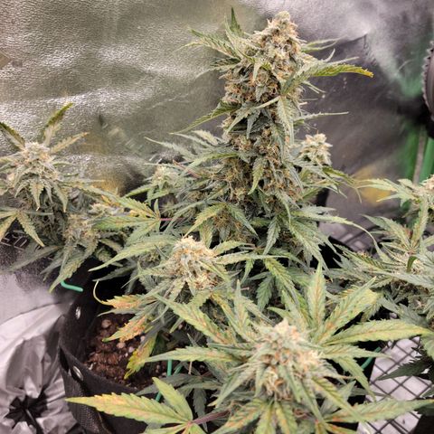 Blue Dream auto #2 (ILGM) growlog photo: Fade + deficiency = mehh.