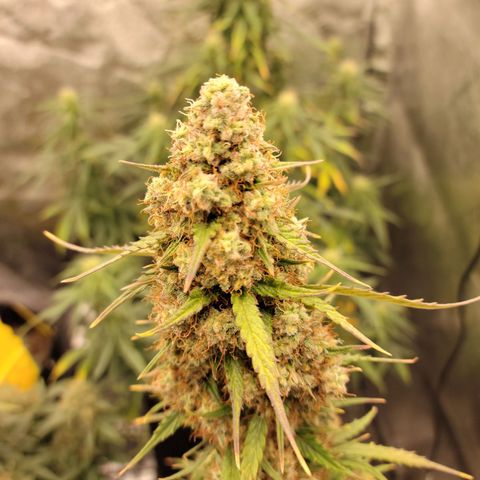 Blueberry Auto (ILGM) growlog timeline photo