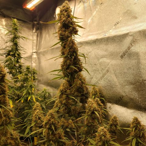 Blueberry Auto (ILGM) growlog timeline photo