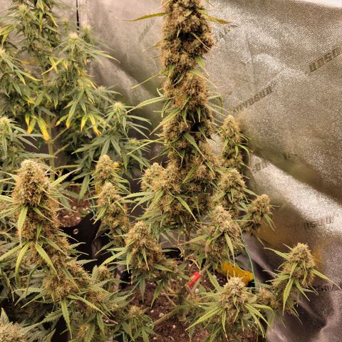 Blueberry Auto (ILGM) growlog timeline photo