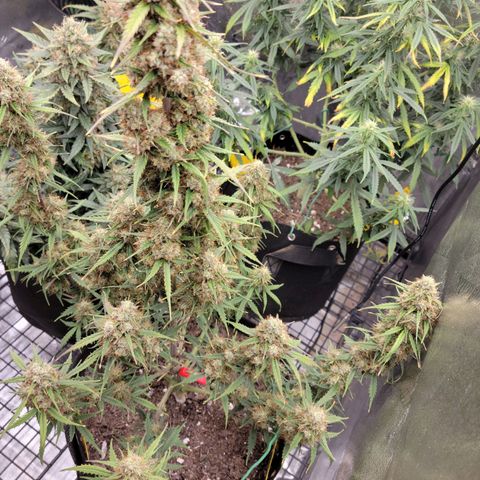 Blueberry Auto (ILGM) growlog timeline photo