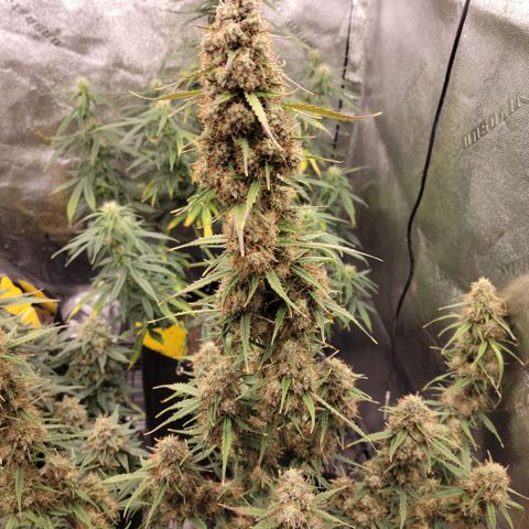 Blueberry Auto (ILGM) growlog timeline photo