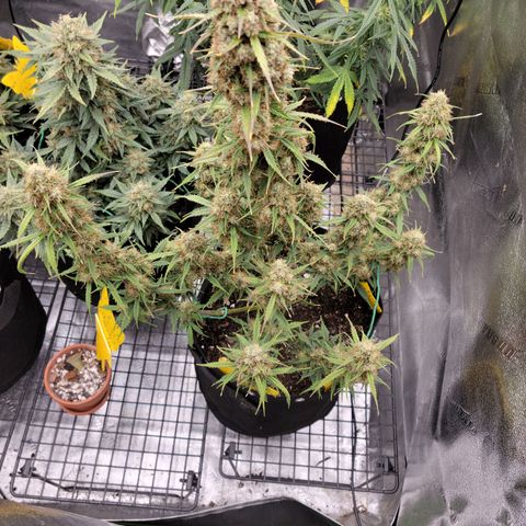 Blueberry Auto (ILGM) growlog photo: Last watering.  Chopping on Sunday 