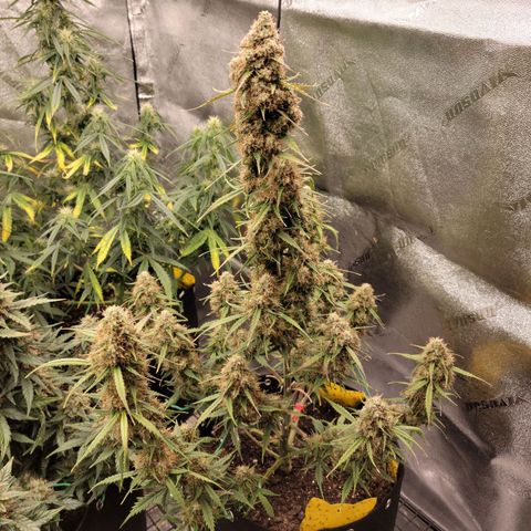 Blueberry Auto (ILGM) growlog photo: Last watering.  Chopping on Sunday 