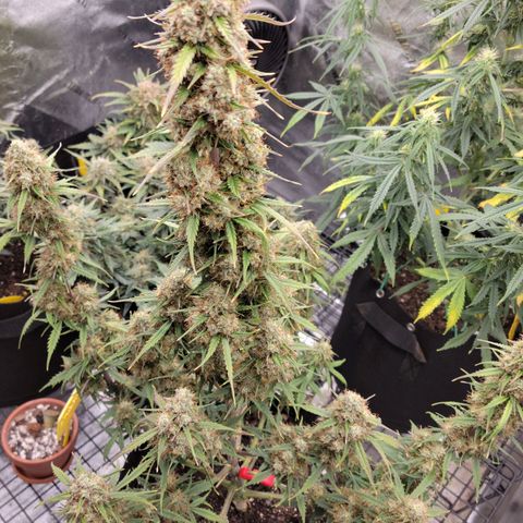 Blueberry Auto (ILGM) growlog photo: Last watering.  Chopping on Sunday 