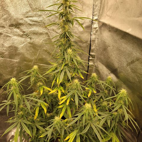 Blue Dream Auto #1 (ILGM) growlog photo: Light stress