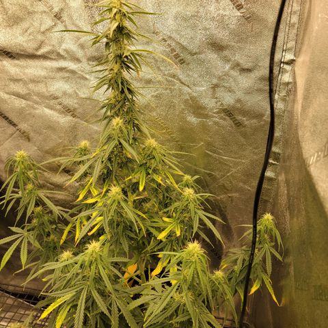 Blue Dream Auto #1 (ILGM) growlog timeline photo