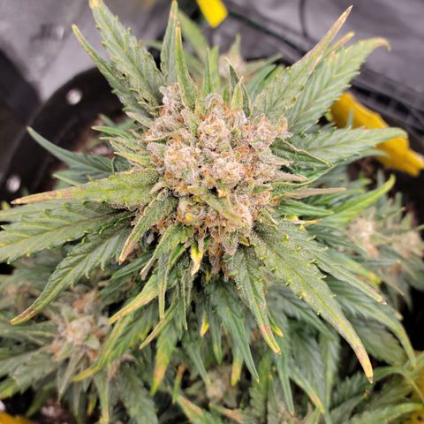 Girl Scout Cookies Extreme auto #1 (ILGM) growlog timeline photo