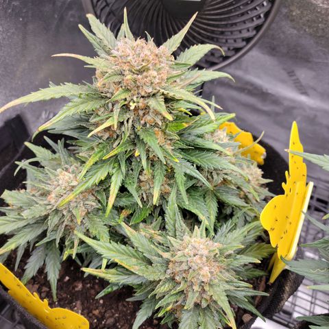 Girl Scout Cookies Extreme auto #1 (ILGM) growlog timeline photo