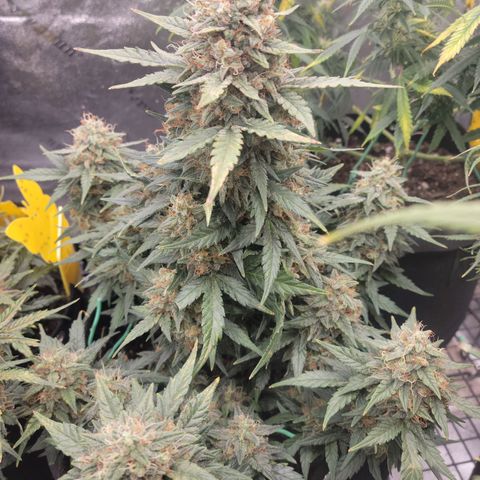 Girl Scout Cookies Extreme auto #2 (ILGM) growlog timeline photo