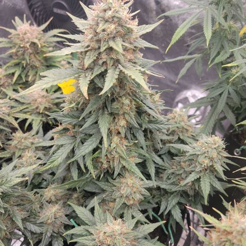 Girl Scout Cookies Extreme auto #2 (ILGM) growlog timeline photo