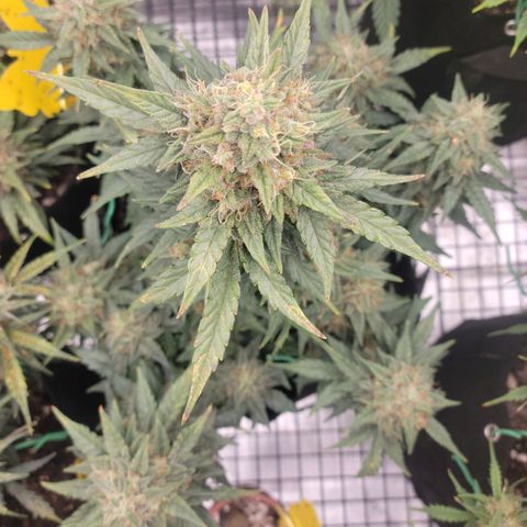 Girl Scout Cookies Extreme auto #2 (ILGM) growlog timeline photo