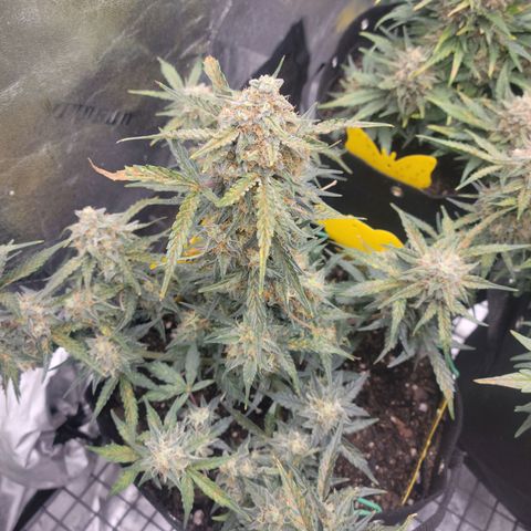 Blue Dream auto #2 (ILGM) growlog timeline photo