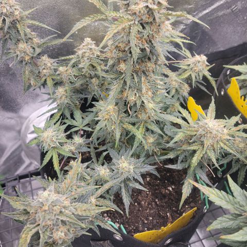 Blue Dream auto #2 (ILGM) growlog timeline photo
