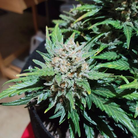 Girl Scout Cookies Extreme auto #1 (ILGM) growlog timeline photo