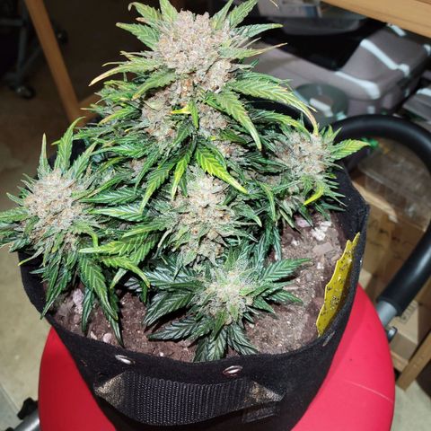 Girl Scout Cookies Extreme auto #1 (ILGM) growlog timeline photo