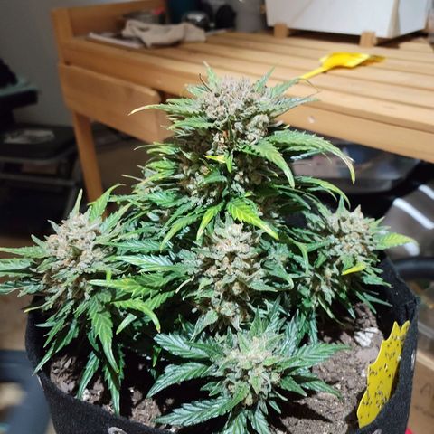 Girl Scout Cookies Extreme auto #1 (ILGM) growlog timeline photo