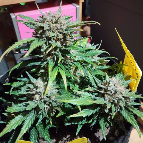 Girl Scout Cookies Extreme auto #1 (ILGM) growlog timeline photo