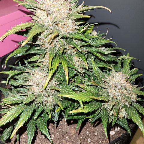 Girl Scout Cookies Extreme auto #1 (ILGM) growlog timeline photo