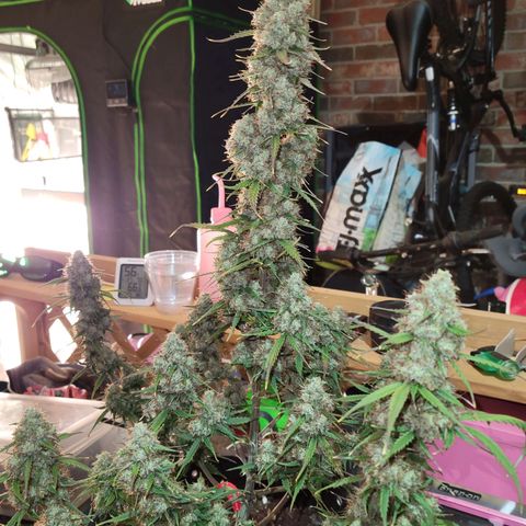 Blueberry Auto (ILGM) growlog timeline photo