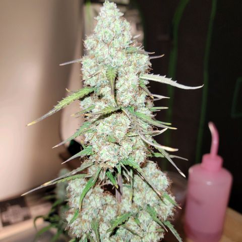 Blueberry Auto (ILGM) growlog timeline photo
