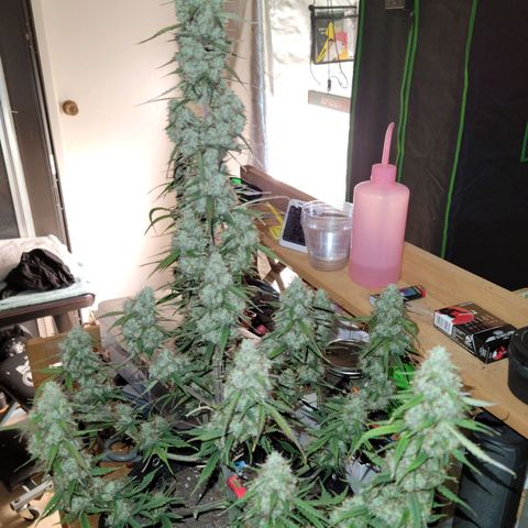 Blueberry Auto (ILGM) growlog timeline photo