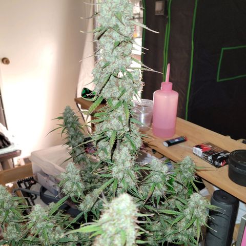 Blueberry Auto (ILGM) growlog timeline photo