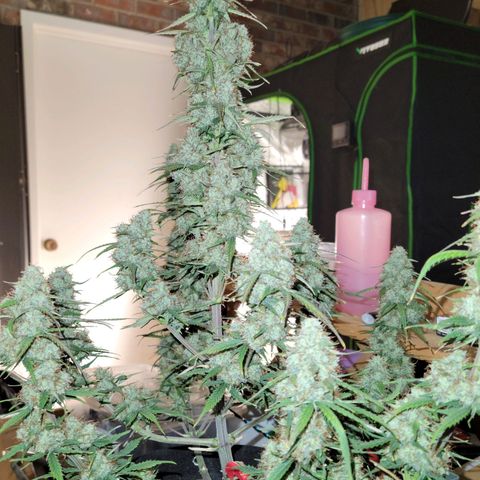 Blueberry Auto (ILGM) growlog timeline photo