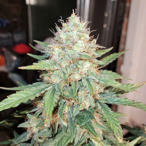 Girl Scout Cookies Extreme auto #2 (ILGM) growlog timeline photo