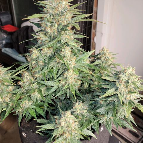 Girl Scout Cookies Extreme auto #2 (ILGM) growlog timeline photo
