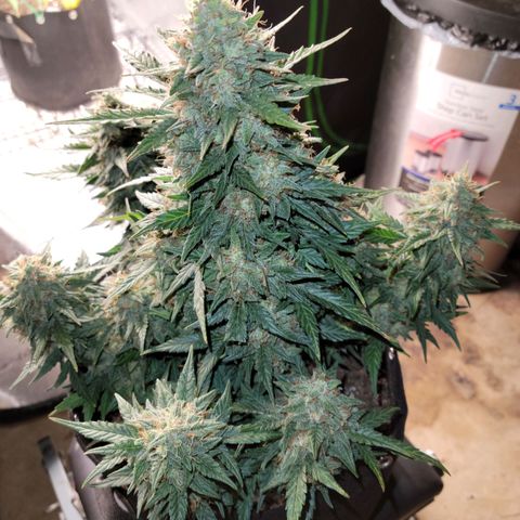 Girl Scout Cookies Extreme auto #2 (ILGM) growlog timeline photo