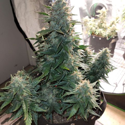 Girl Scout Cookies Extreme auto #2 (ILGM) growlog timeline photo
