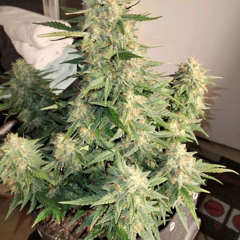 Girl Scout Cookies Extreme auto #2 (ILGM) growlog timeline photo