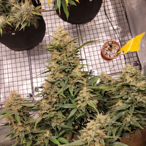 Girl Scout Cookies Extreme auto #2 (ILGM) growlog timeline photo
