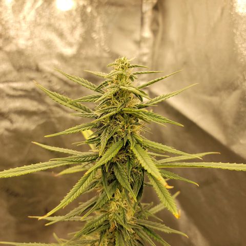 Blue Dream Auto #1 (ILGM) growlog photo: Starting to stack. Feed and water tomorrow 
