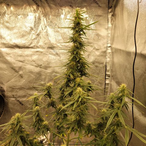 Blue Dream Auto #1 (ILGM) growlog photo: Starting to stack. Feed and water tomorrow 
