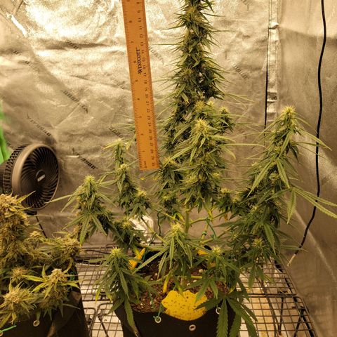 Blue Dream Auto #1 (ILGM) growlog photo: Starting to stack. Feed and water tomorrow 
