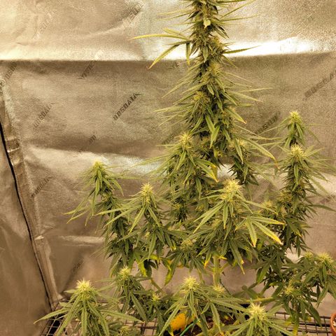 Blue Dream Auto #1 (ILGM) growlog photo: Starting to stack. Feed and water tomorrow 
