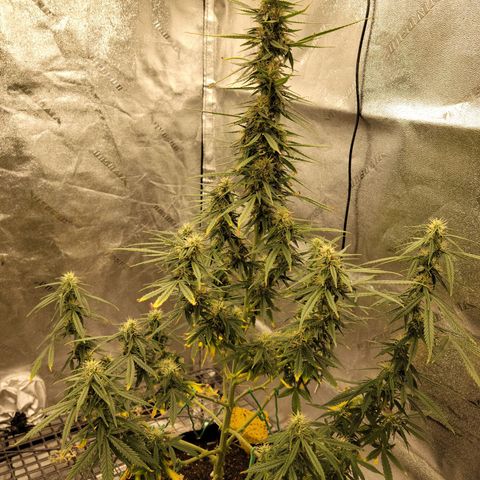 Blue Dream Auto #1 (ILGM) growlog photo: This tree will now have my full attention. 