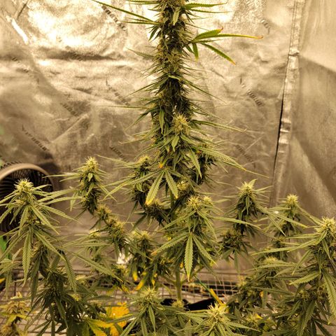 Blue Dream Auto #1 (ILGM) growlog photo: This tree will now have my full attention. 