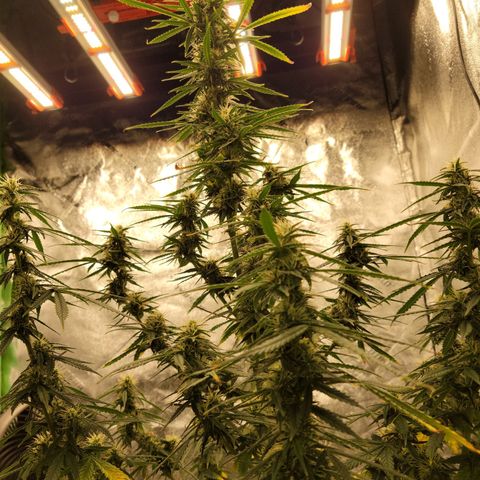 Blue Dream Auto #1 (ILGM) growlog photo: This tree will now have my full attention. 